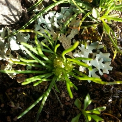 Isoetopsis graminifolia (Grass Cushion Daisy) at Majura, ACT - 25 Sep 2016 by waltraud
