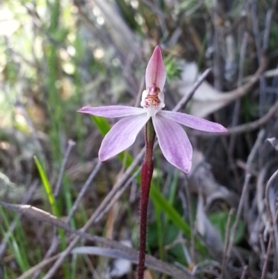 Caladenia fuscata (Dusky Fingers) at Majura, ACT - 25 Sep 2016 by waltraud