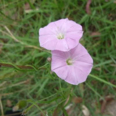 Convolvulus angustissimus subsp. angustissimus (Australian Bindweed) at Macquarie, ACT - 18 Jan 2011 by JanetRussell