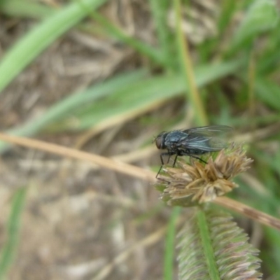Calliphoridae (family) (Unidentified blowfly) at Macquarie, ACT - 17 Jan 2011 by JanetRussell
