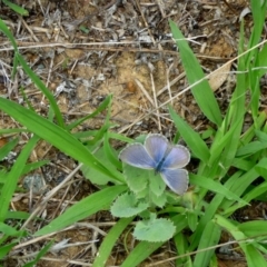 Zizina otis (Common Grass-Blue) at Macquarie, ACT - 18 Jan 2011 by JanetRussell