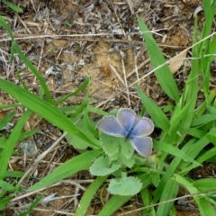 Zizina otis (Common Grass-Blue) at Macquarie, ACT - 17 Jan 2011 by JanetRussell