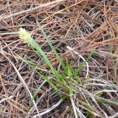 Carex breviculmis (Short-Stem Sedge) at Isaacs, ACT - 24 Sep 2016 by Mike