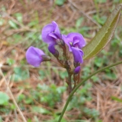 Hardenbergia violacea (False Sarsaparilla) at Isaacs, ACT - 24 Sep 2016 by Mike