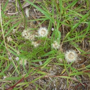 Vittadinia muelleri at Macquarie, ACT - 18 Jan 2011