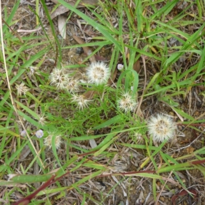 Vittadinia muelleri (Narrow-leafed New Holland Daisy) at Macquarie, ACT - 17 Jan 2011 by JanetRussell