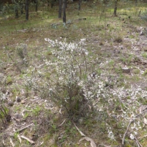 Styphelia fletcheri subsp. brevisepala at Jerrabomberra, ACT - 24 Sep 2016 12:04 PM