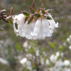 Leucopogon fletcheri subsp. brevisepalus at Jerrabomberra, ACT - 24 Sep 2016