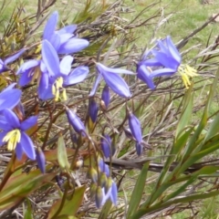 Stypandra glauca (Nodding Blue Lily) at Isaacs, ACT - 24 Sep 2016 by Mike