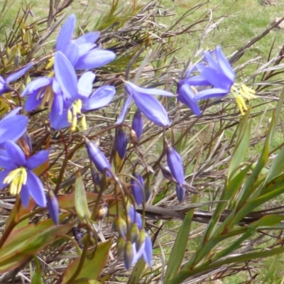 Stypandra glauca (Nodding Blue Lily) at Isaacs, ACT - 24 Sep 2016 by Mike