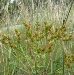 Hypericum perforatum (St John's Wort) at Macquarie, ACT - 18 Jan 2011 by JanetRussell