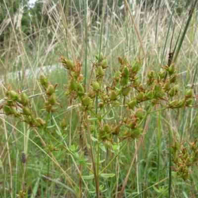 Hypericum perforatum (St John's Wort) at Macquarie, ACT - 18 Jan 2011 by JanetRussell