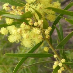 Acacia fimbriata at Isaacs, ACT - 24 Sep 2016