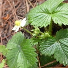 Potentilla vesca (Alpine Strawberry) at Isaacs, ACT - 24 Sep 2016 by Mike