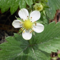 Potentilla vesca at Isaacs, ACT - 24 Sep 2016