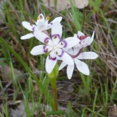 Wurmbea dioica subsp. dioica (Early Nancy) at Jerrabomberra, ACT - 25 Sep 2016 by Mike