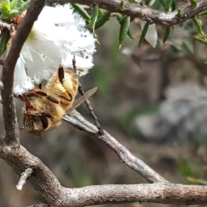 Apis mellifera at Jerrabomberra, ACT - 24 Sep 2016