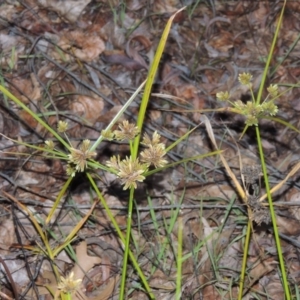 Cyperus eragrostis at Canberra, ACT - 30 Jul 2016