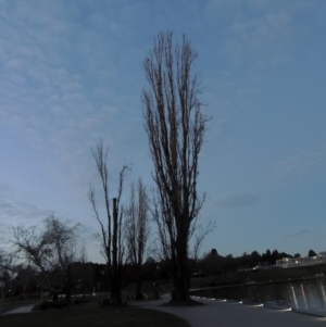 Populus nigra at Parkes, ACT - 30 Jul 2016 07:21 PM