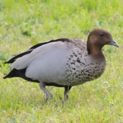 Chenonetta jubata (Australian Wood Duck) at Mount Ainslie to Black Mountain - 17 Sep 2016 by michaelb