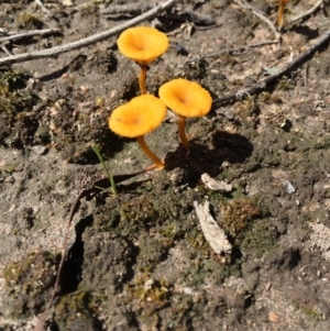 Lichenomphalia chromacea at Bungendore, NSW - 26 Sep 2016 01:47 PM