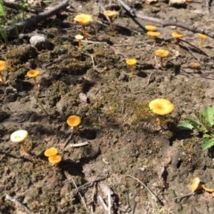 Lichenomphalia chromacea at Bungendore, NSW - 26 Sep 2016 01:47 PM