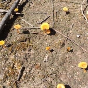 Lichenomphalia chromacea at Bungendore, NSW - 26 Sep 2016 01:47 PM