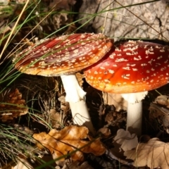 Amanita muscaria (Fly Agaric) at Black Street Grasslands to Stirling Ridge - 8 Jun 2010 by Ratcliffe