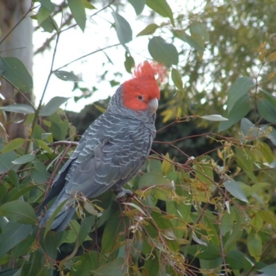 Callocephalon fimbriatum (Gang-gang Cockatoo) at Yarralumla, ACT - 21 Aug 2008 by Ratcliffe