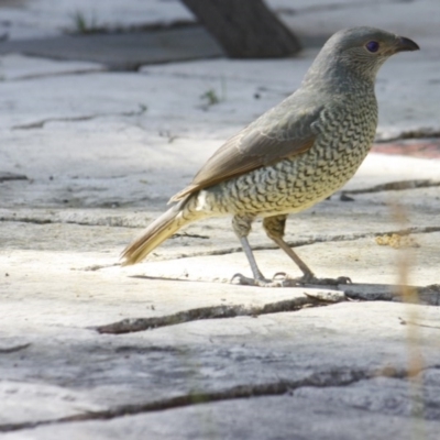 Ptilonorhynchus violaceus (Satin Bowerbird) at Yarralumla, ACT - 30 Aug 2013 by Ratcliffe