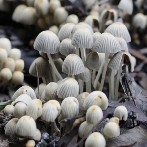 Coprinellus etc. at Yarralumla, ACT - 29 Apr 2014 12:21 PM