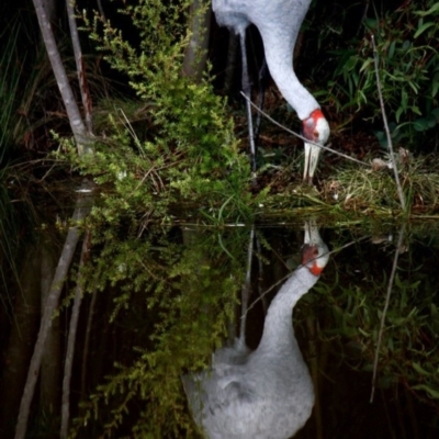 Grus rubicunda (Brolga) at Paddys River, ACT - 13 Mar 2010 by Ratcliffe