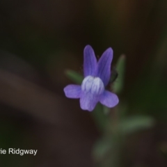 Linaria arvensis (Corn Toadflax) at Chapman, ACT - 25 Sep 2016 by BarrieR