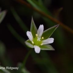 Moenchia erecta (Erect Chickweed) at Mount Taylor - 25 Sep 2016 by BarrieR