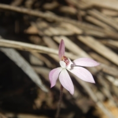 Caladenia fuscata (Dusky Fingers) at Point 5800 - 26 Sep 2016 by MichaelMulvaney