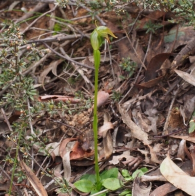 Pterostylis nutans (Nodding Greenhood) at Canberra Central, ACT - 25 Sep 2016 by BarrieR