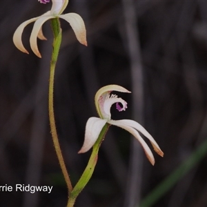 Caladenia ustulata at Point 5058 - suppressed