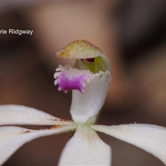 Caladenia ustulata at Point 5058 - suppressed