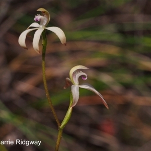 Caladenia ustulata at Point 5058 - suppressed