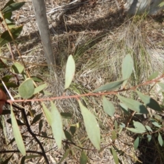 Acacia penninervis var. penninervis at Canberra Central, ACT - 26 Sep 2016 02:22 PM