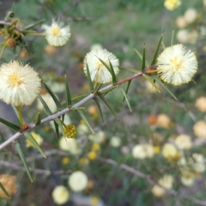 Acacia ulicifolia at Isaacs Ridge - 26 Sep 2016