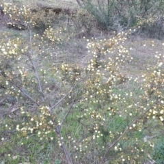 Acacia ulicifolia at Isaacs Ridge - 26 Sep 2016