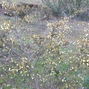 Acacia ulicifolia at Isaacs Ridge - 26 Sep 2016