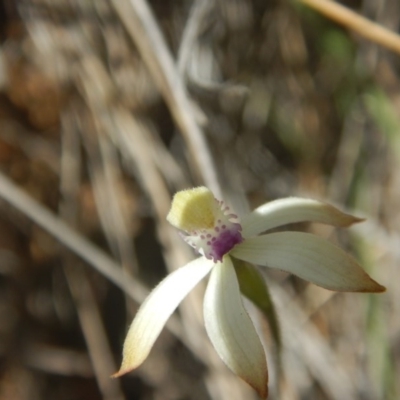 Caladenia ustulata (Brown Caps) at Point 5800 - 26 Sep 2016 by MichaelMulvaney