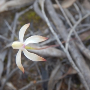 Caladenia ustulata at Canberra Central, ACT - suppressed