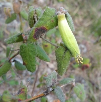 Correa reflexa var. reflexa (Common Correa, Native Fuchsia) at Urambi Hills - 25 Sep 2016 by liambanyer