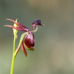 Caleana major (Large Duck Orchid) at Bournda, NSW - 26 Sep 2016 by Leo
