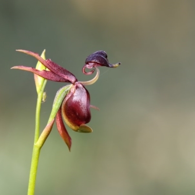 Caleana major (Large Duck Orchid) at Bournda, NSW - 26 Sep 2016 by Leo