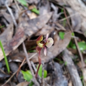 Chiloglottis trapeziformis at Jerrabomberra, NSW - 18 Sep 2016