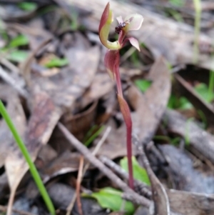 Chiloglottis trapeziformis at Jerrabomberra, NSW - 18 Sep 2016